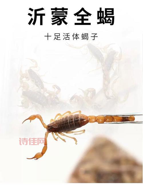 蝎子价格