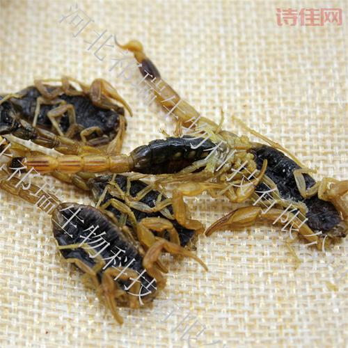蝎子价格
