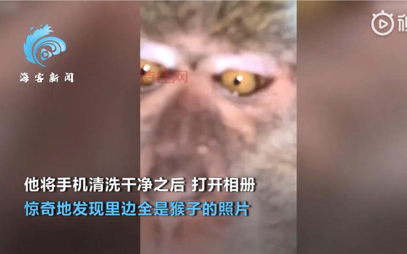 遇到猴子偷手机疯狂自拍怎么办？教你几招轻松找回！