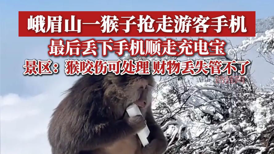 遇到猴子偷手机疯狂自拍怎么办？教你几招轻松找回！