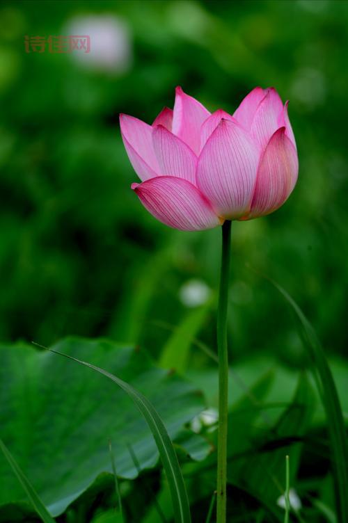 莲花