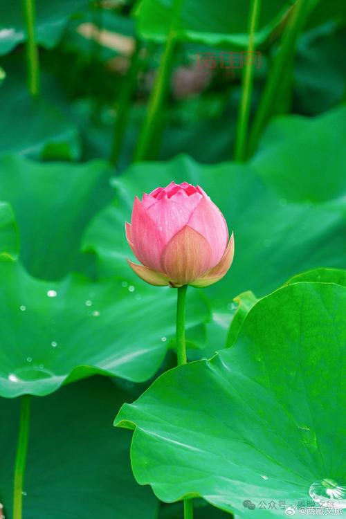莲花