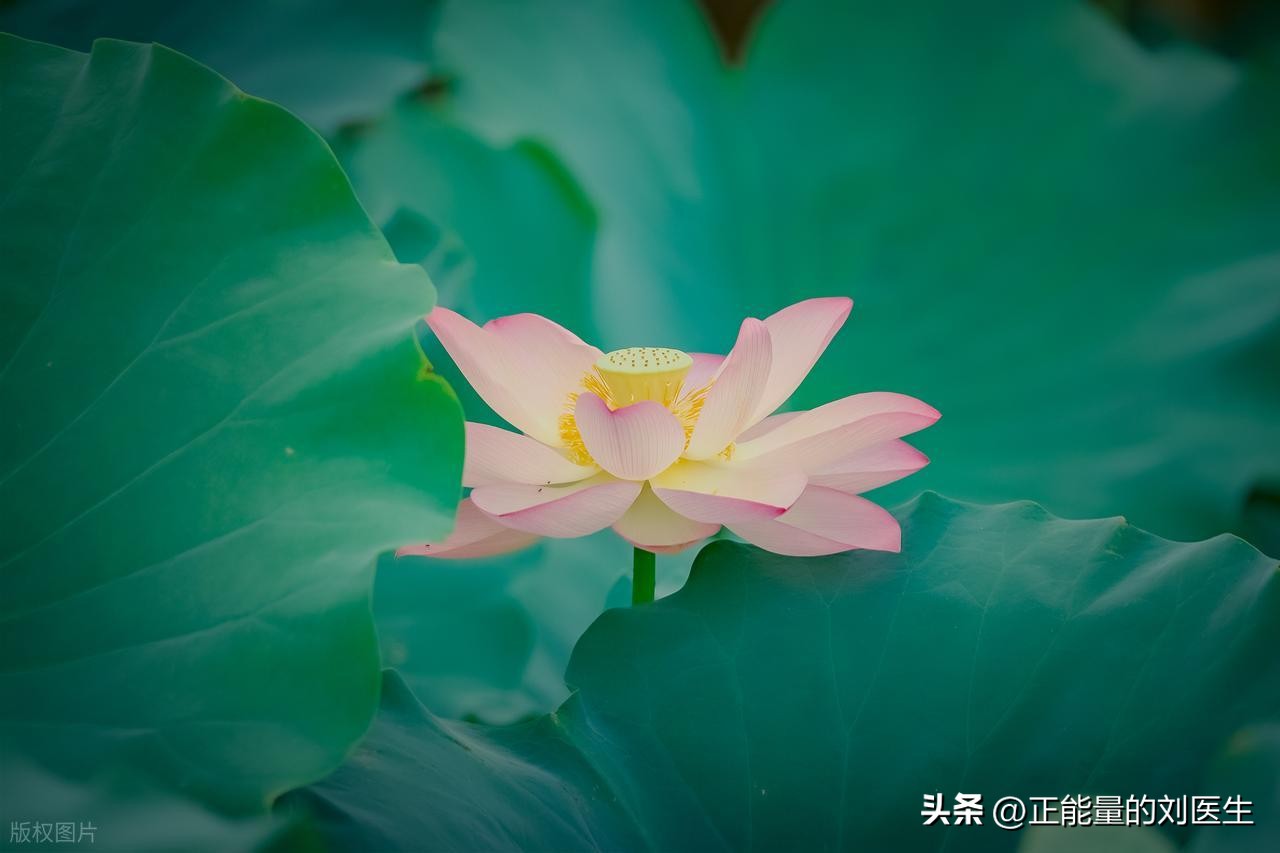 阳气亏虚、气机郁结伴瘀血内扰，中医如何调理海绵体敏感？
