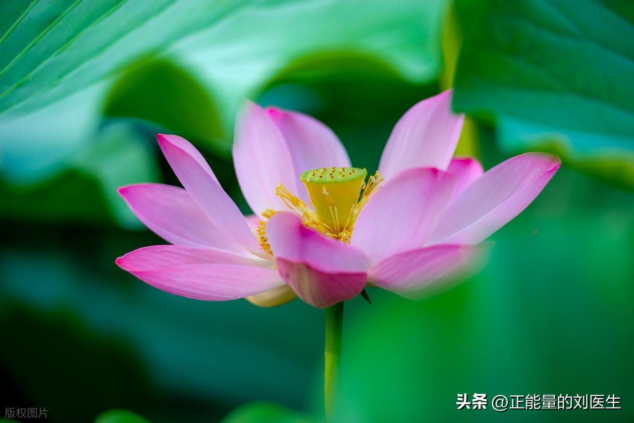 阳气亏虚、气机郁结伴瘀血内扰，中医如何调理海绵体敏感？