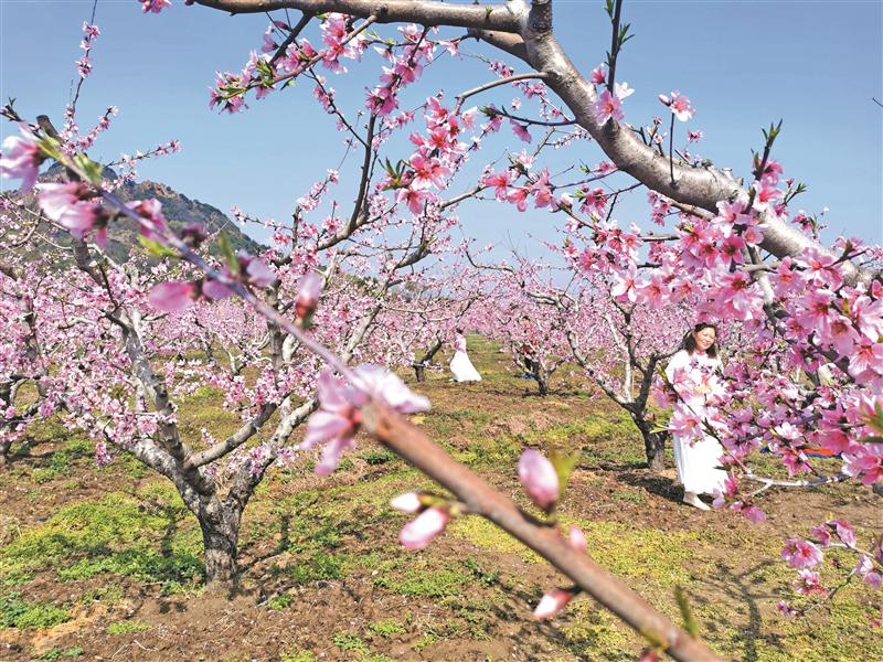 阳山开启“云赏花”模式