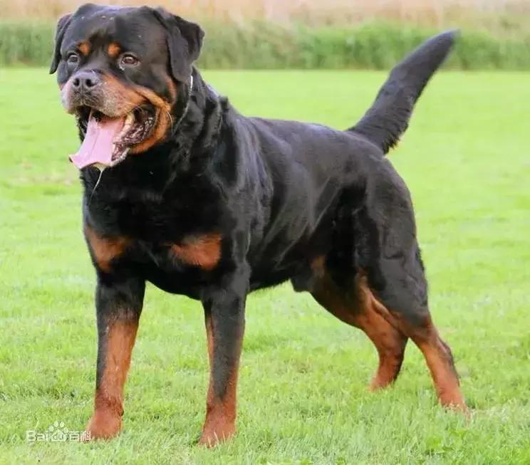 广州一男子被犬只袭击身亡，面对恶犬这些自救知识要知道！