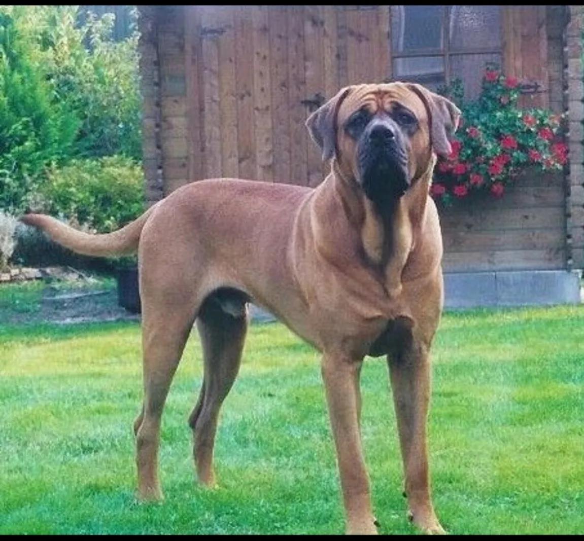 狗狗凶猛性排行榜前十名