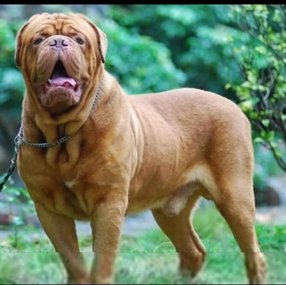 狗狗凶猛性排行榜前十名