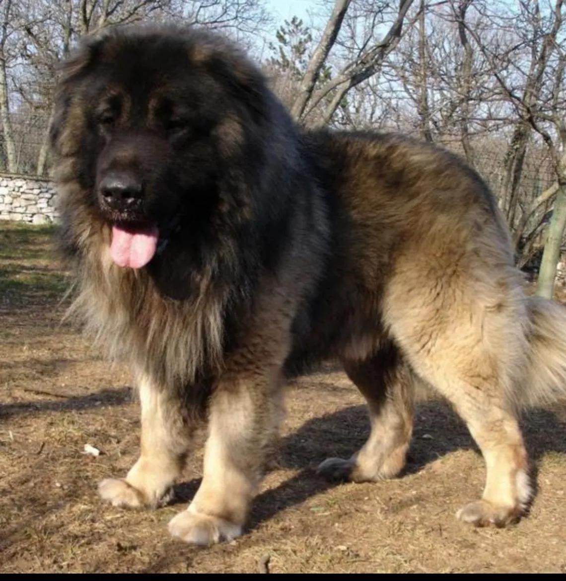 狗狗凶猛性排行榜前十名