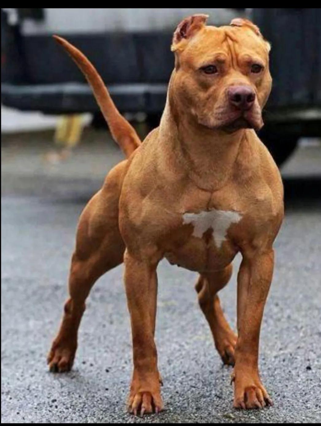 狗狗凶猛性排行榜前十名