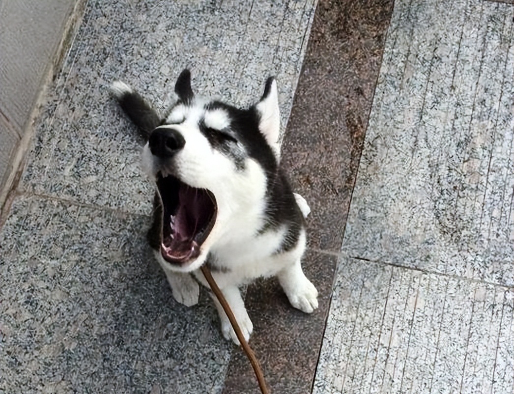 这六种狗，看着“高大”，实际“中看不中用”