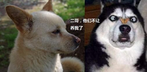 临沂禁养中华田园犬等烈性犬惹争议 畜牧局这样回应