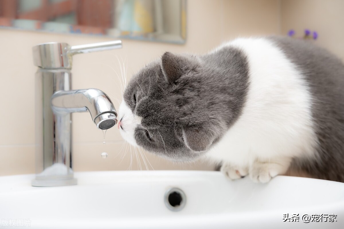 骗猫喝水的5个套路！学会其中几个，不怕猫不喝水