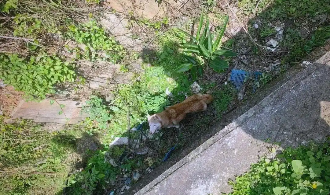 台湾新竹：被拯救的狗狗开启新生活