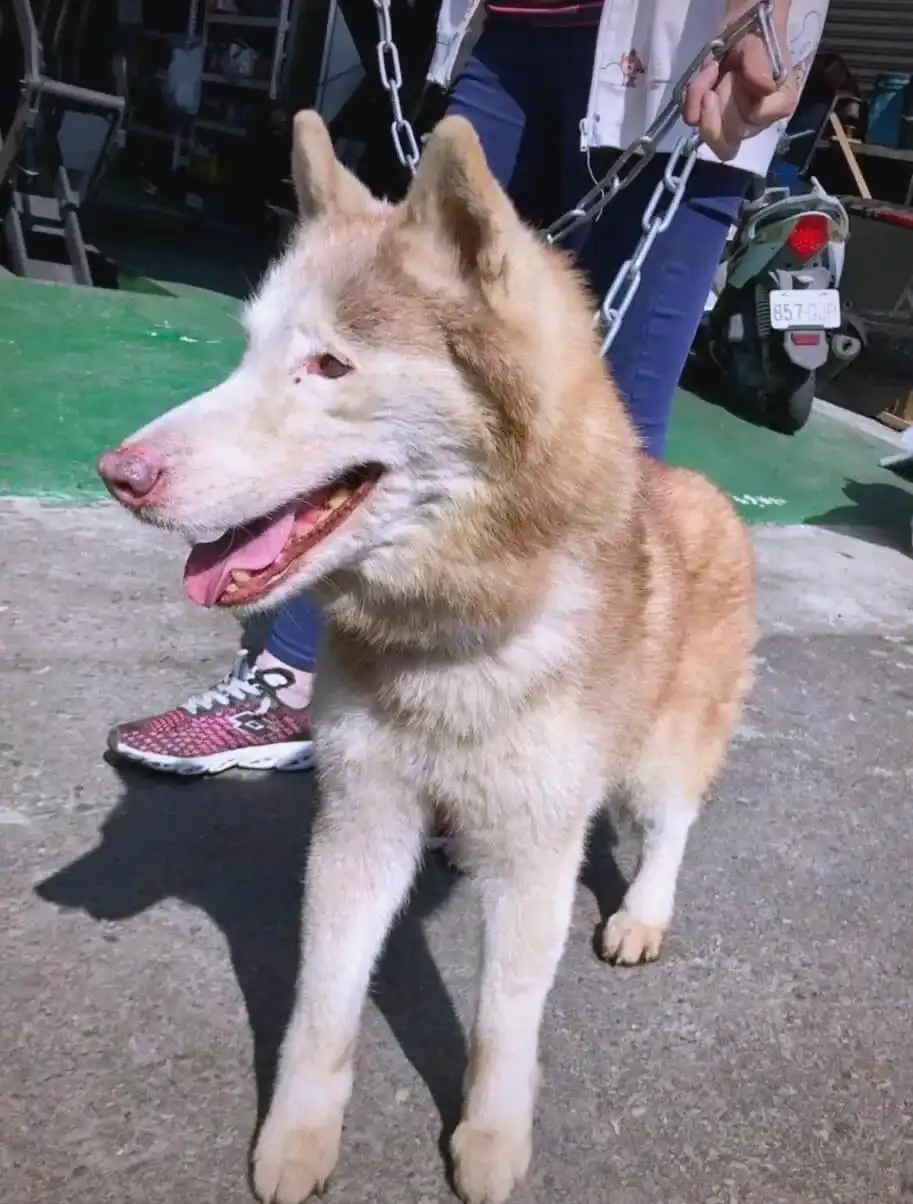 台湾新竹：被拯救的狗狗开启新生活