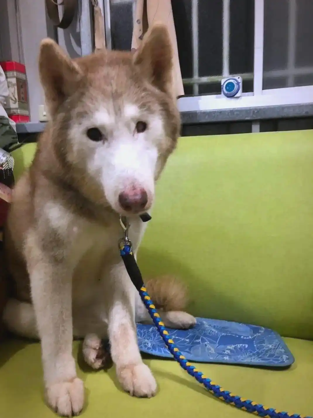 台湾新竹：被拯救的狗狗开启新生活