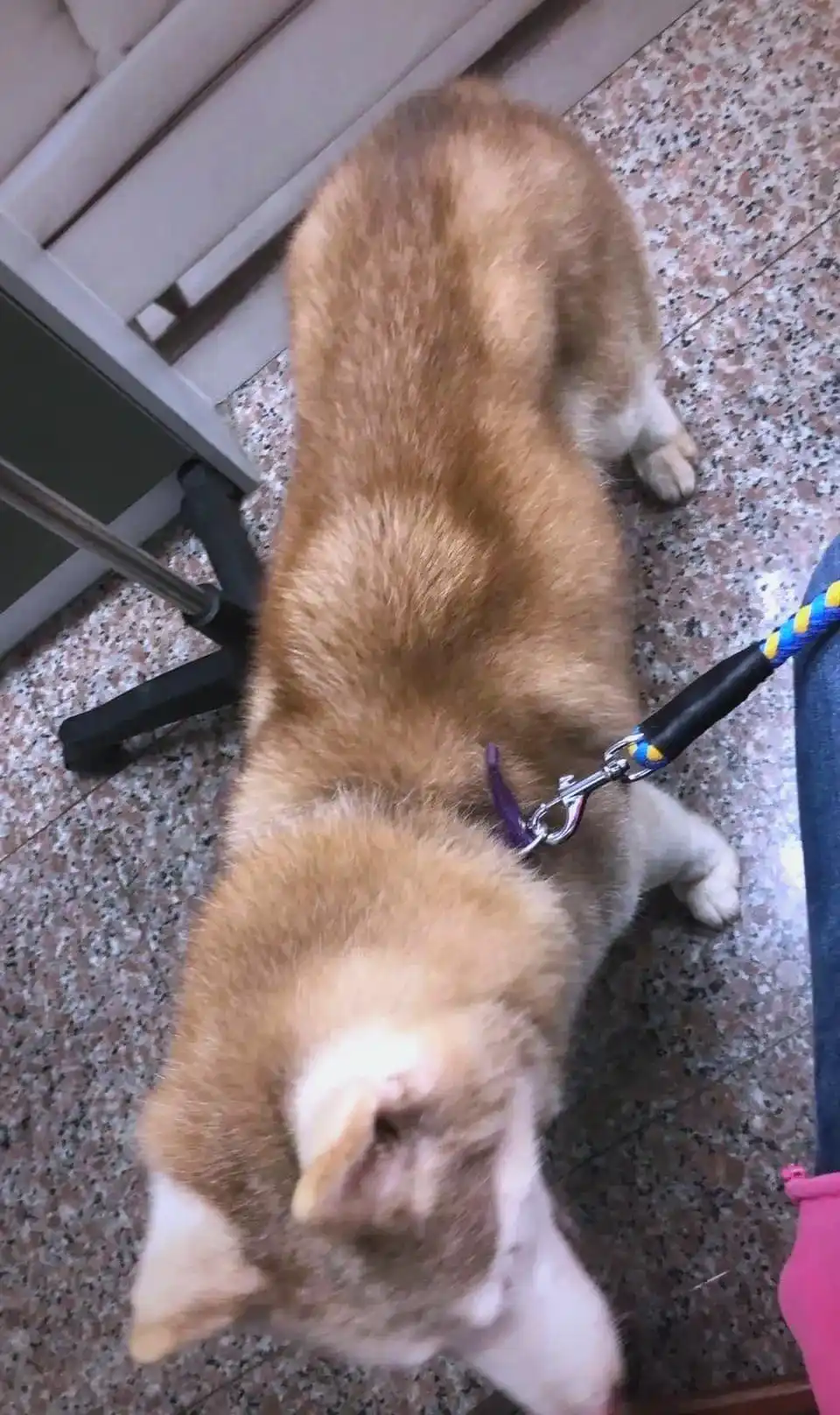 台湾新竹：被拯救的狗狗开启新生活