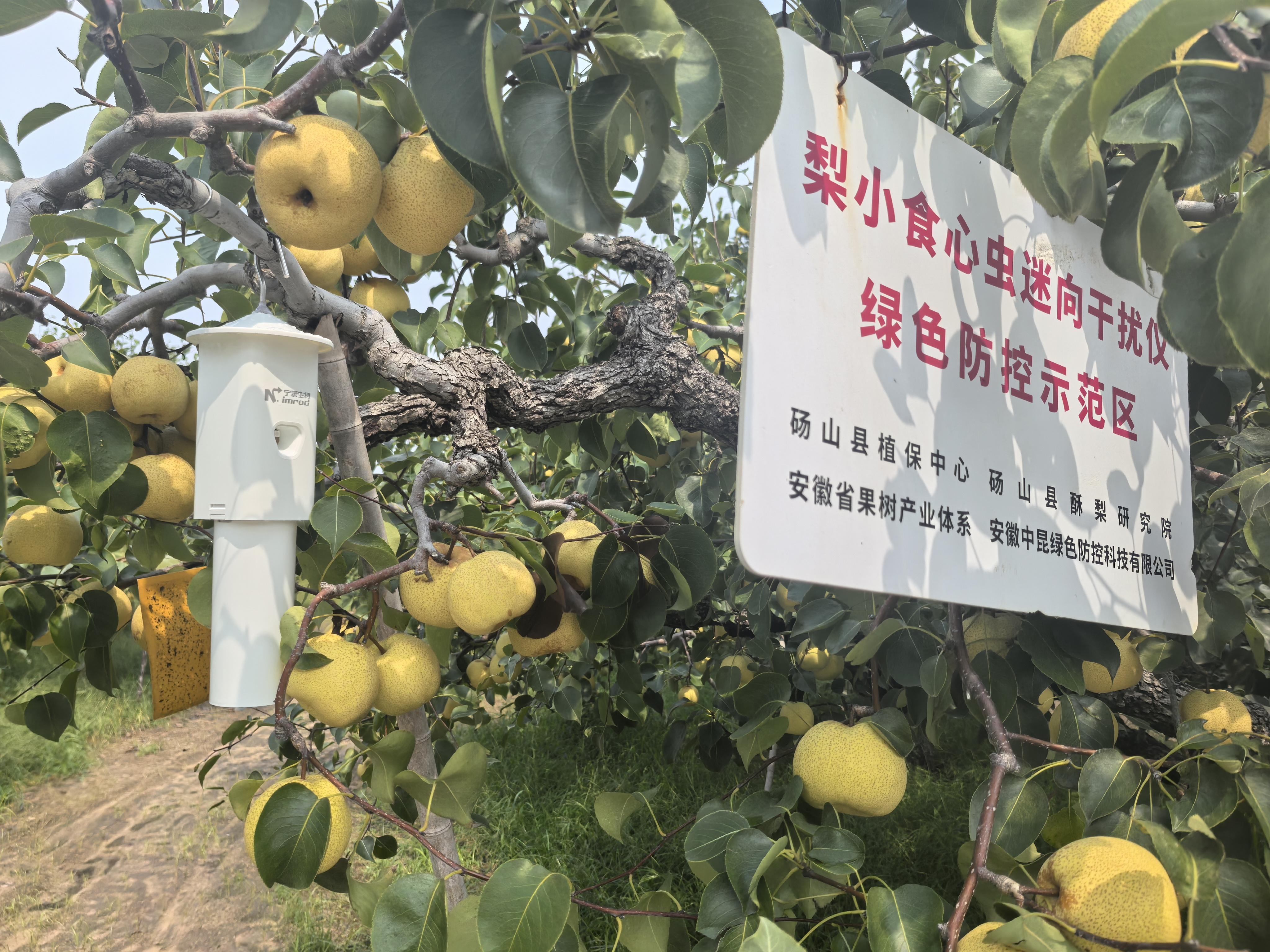 砀山酥梨香满丝路
