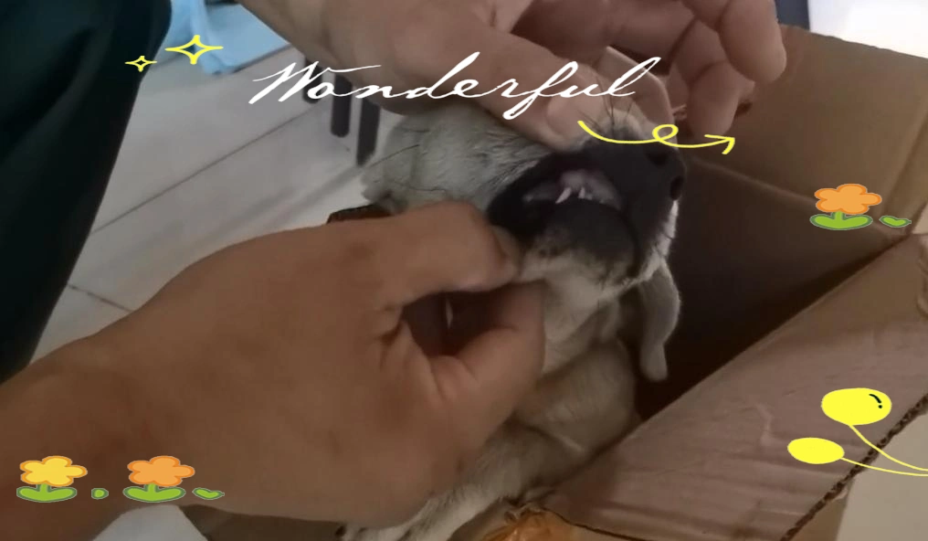 从被遗弃的苦难到新生的奇迹：狗狗的温暖故事