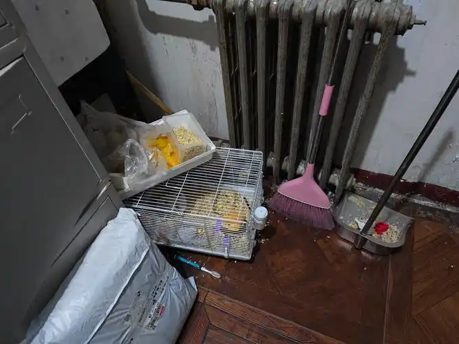 从被遗弃的苦难到新生的奇迹：狗狗的温暖故事