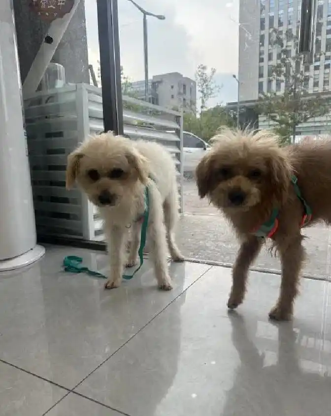 我救助了三只流浪狗后续来了目前小狗在家里