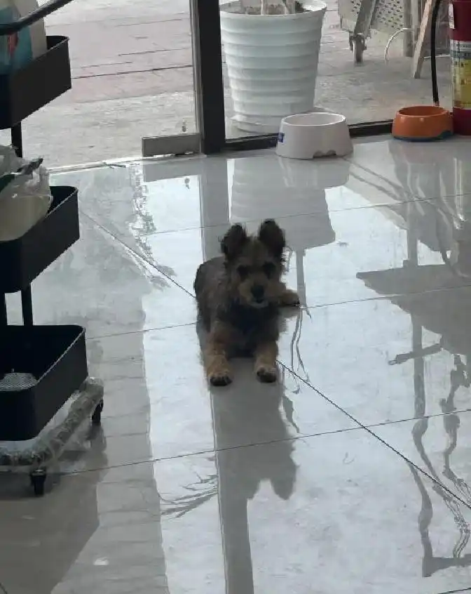 我救助了三只流浪狗后续来了目前小狗在家里