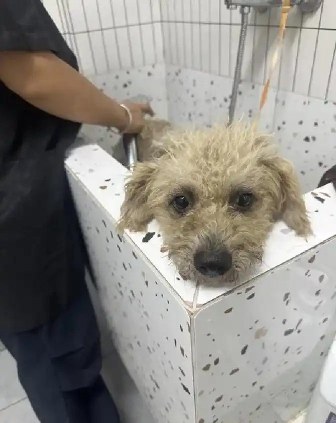 我救助了三只流浪狗后续来了目前小狗在家里