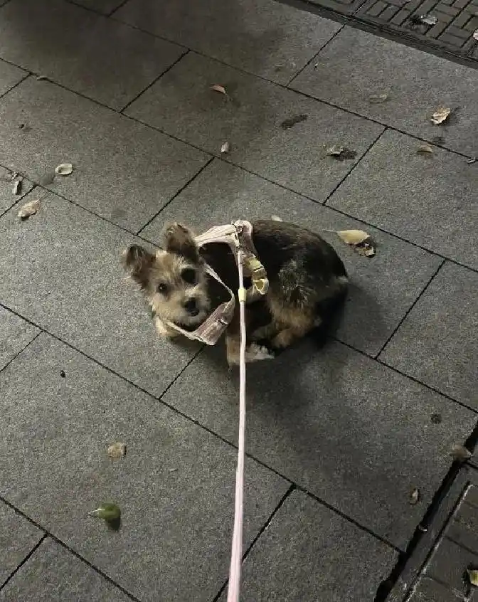 我救助了三只流浪狗后续来了目前小狗在家里