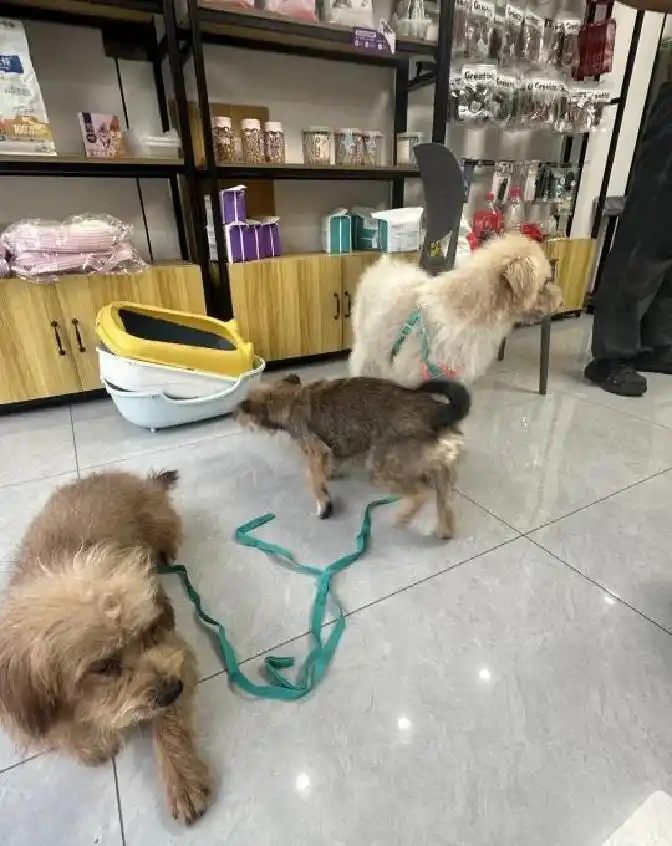 我救助了三只流浪狗后续来了目前小狗在家里