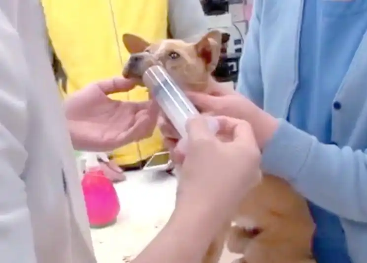 被虐待流浪狗的悲惨遭遇与救援行动