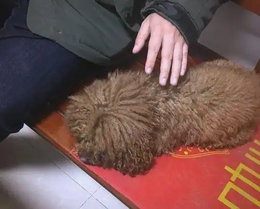流浪泰迪的新生：从街头到新家的温暖转变