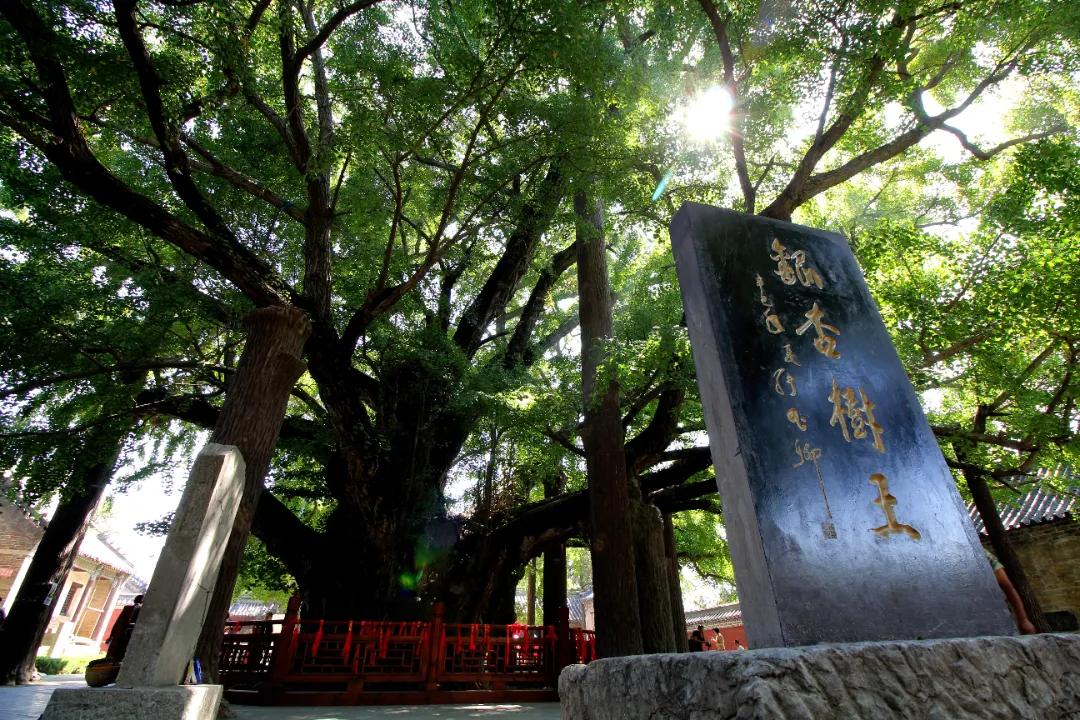 奔“县”山东，这里是文韵茶香交织的莒县