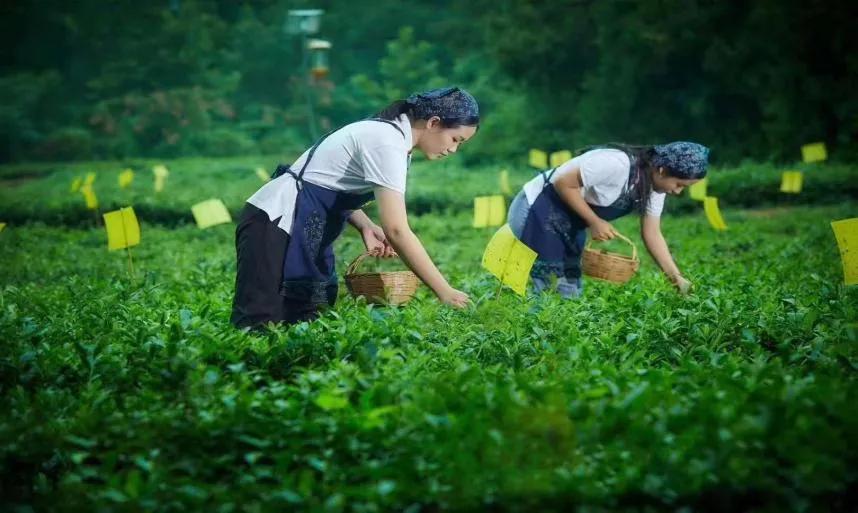 奔“县”山东，这里是文韵茶香交织的莒县