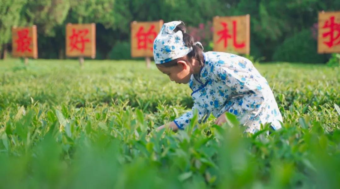 奔“县”山东，这里是文韵茶香交织的莒县