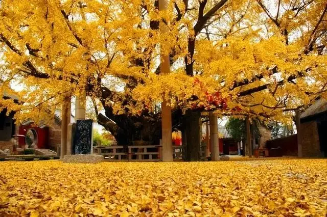 山东有一个三千年古县，名字只有一个字，但大多数人一开口就读错