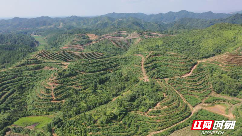 衡阳县联洋村：“黄桃”丰收 荒山结出“致富果”