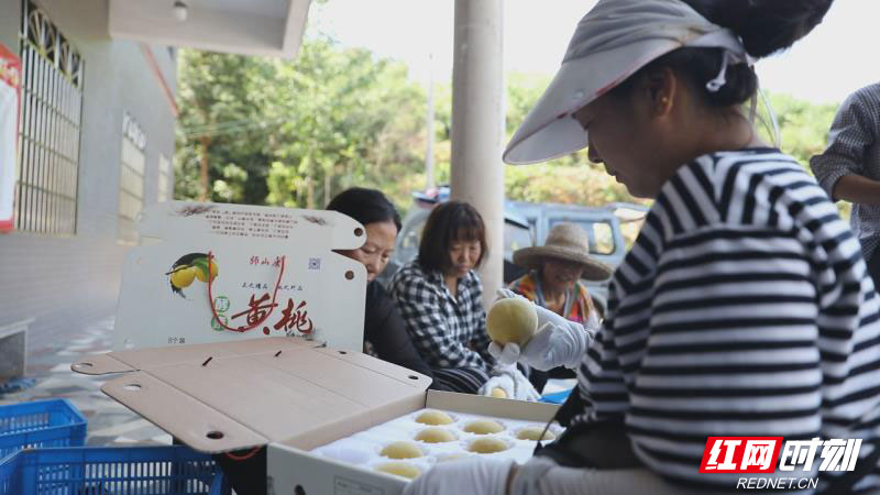 衡阳县联洋村：“黄桃”丰收 荒山结出“致富果”