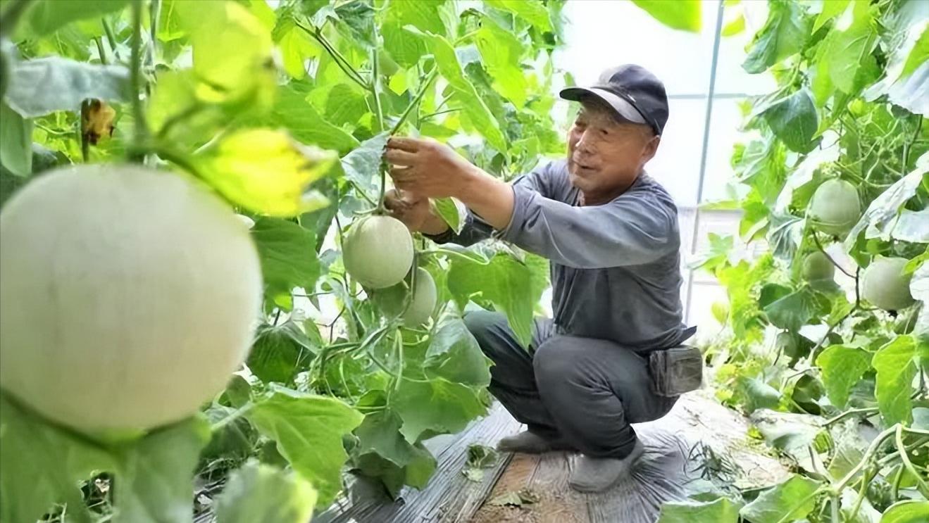 东平县梯门镇：设施农业驱动乡村振兴