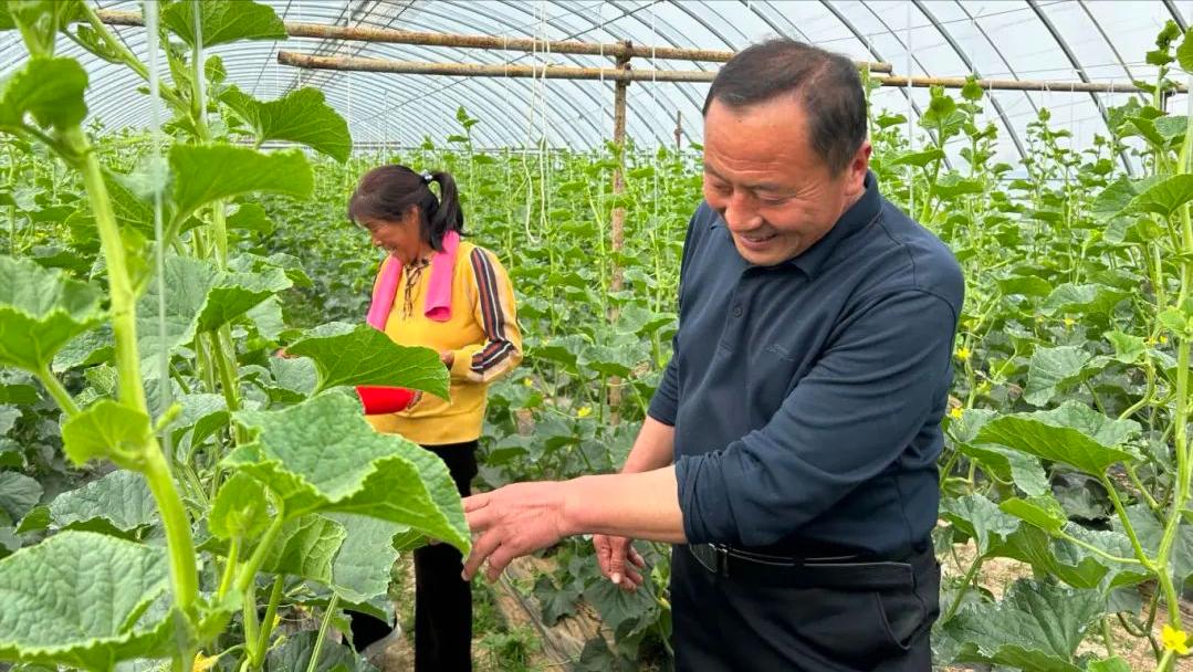 东平县梯门镇：设施农业驱动乡村振兴