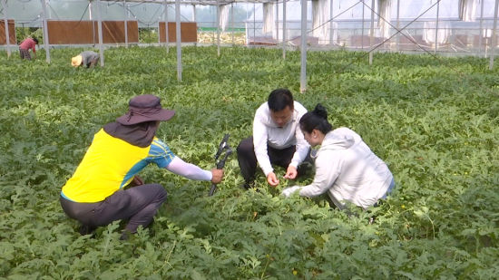 桐城市：助农直播进瓜棚