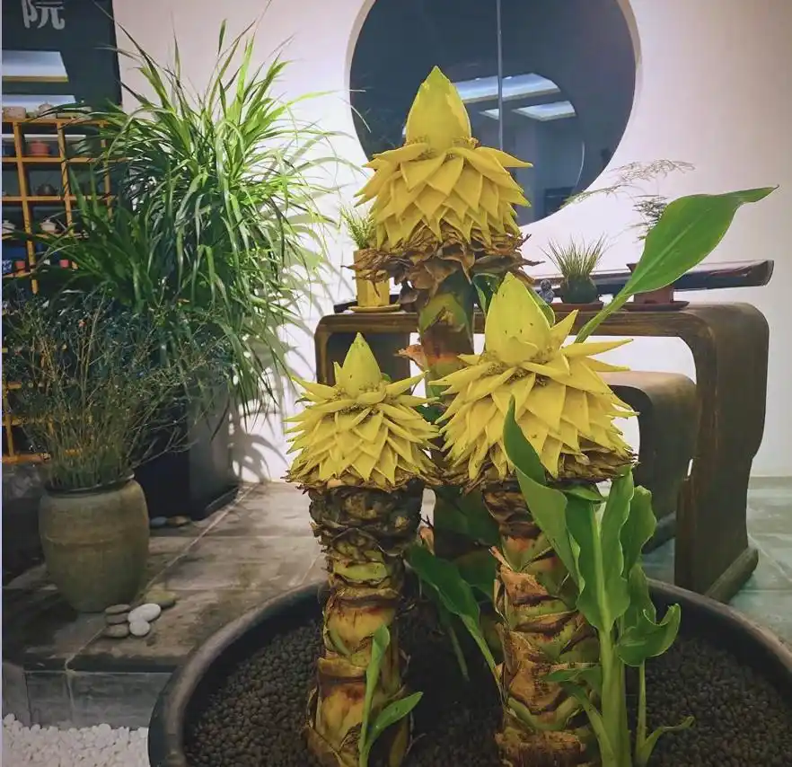 自然界中的六大巨花奇观：震撼视觉与嗅觉的霸气花卉