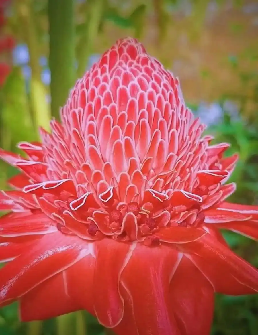 自然界中的六大巨花奇观：震撼视觉与嗅觉的霸气花卉