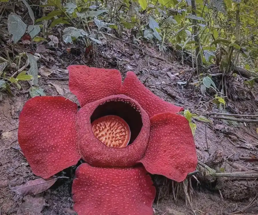 自然界中的六大巨花奇观：震撼视觉与嗅觉的霸气花卉