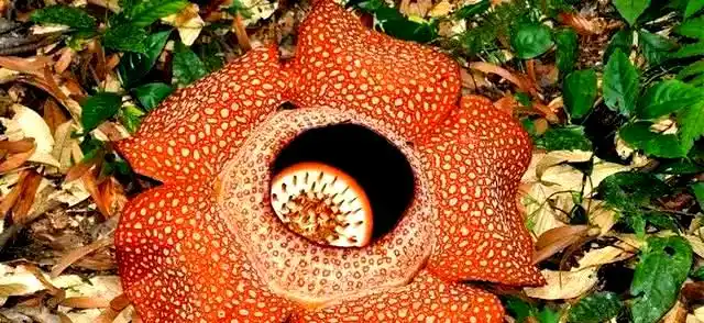 从神秘传说走进现实：深入探究大王花的奥秘