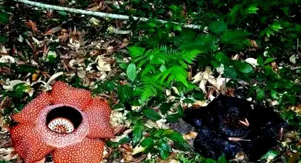 从神秘传说走进现实：深入探究大王花的奥秘
