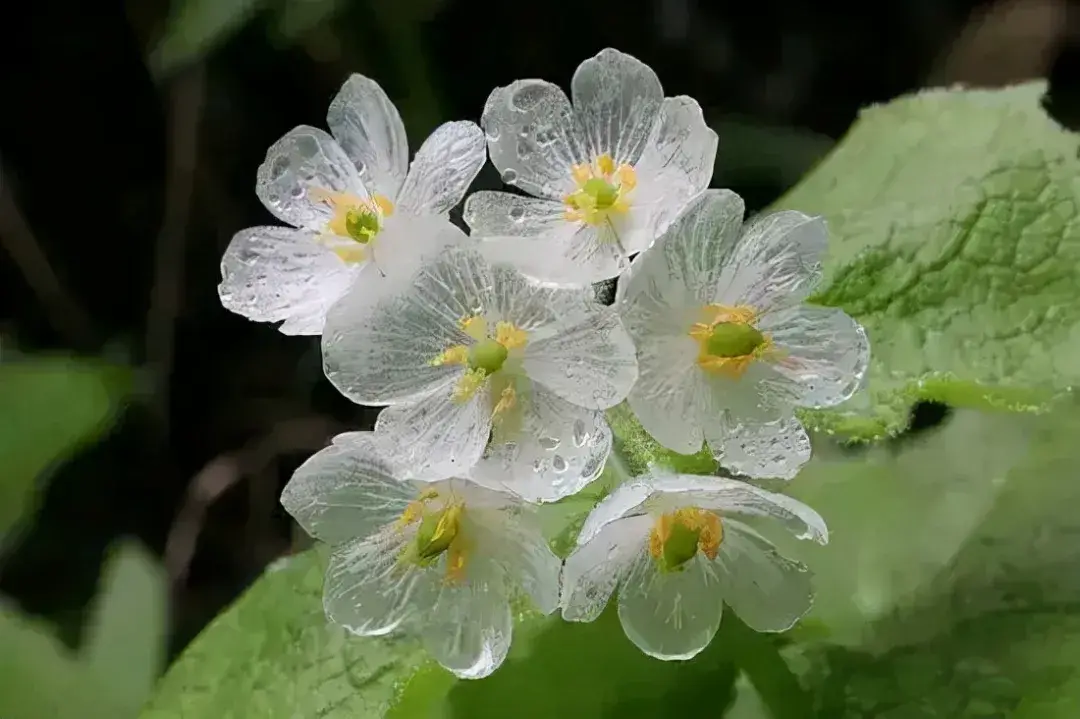 世上没有最漂亮的花，只有更漂亮更奇特的花