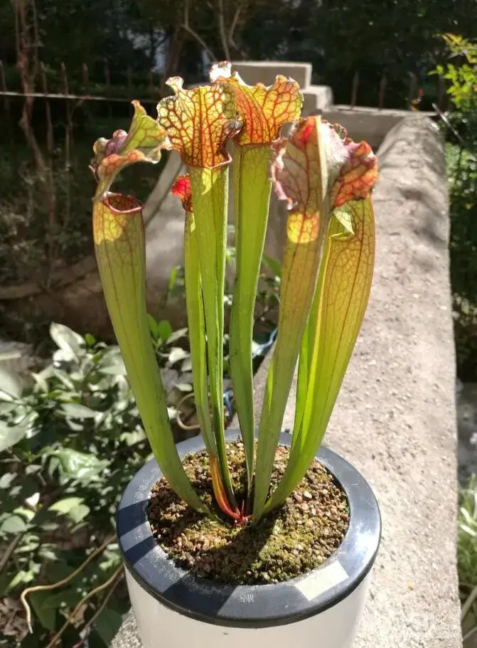 世上没有最漂亮的花，只有更漂亮更奇特的花