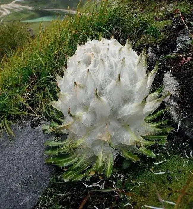 世上没有最漂亮的花，只有更漂亮更奇特的花