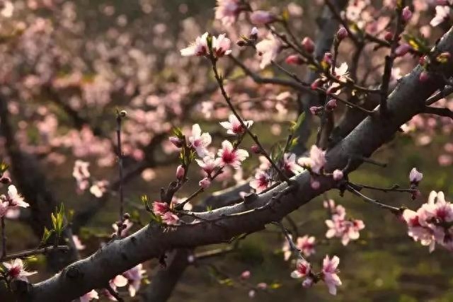 南充西充的桃花开了，桃花漂亮，人更美！你喜欢看什么呢？
