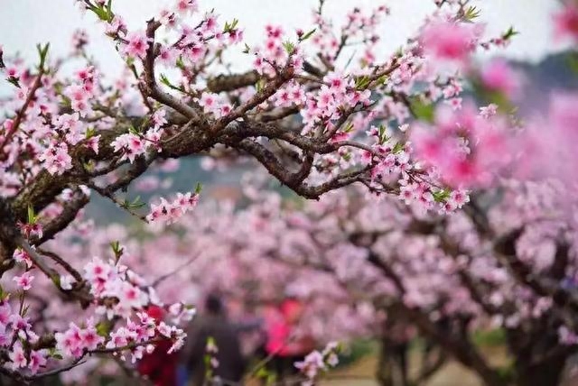 南充西充的桃花开了，桃花漂亮，人更美！你喜欢看什么呢？